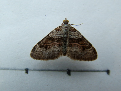 Flame Carpet